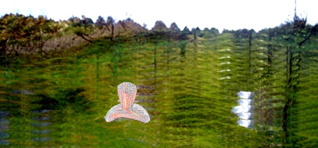 cobra field