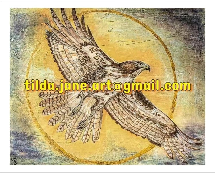 Red Tail Hawk