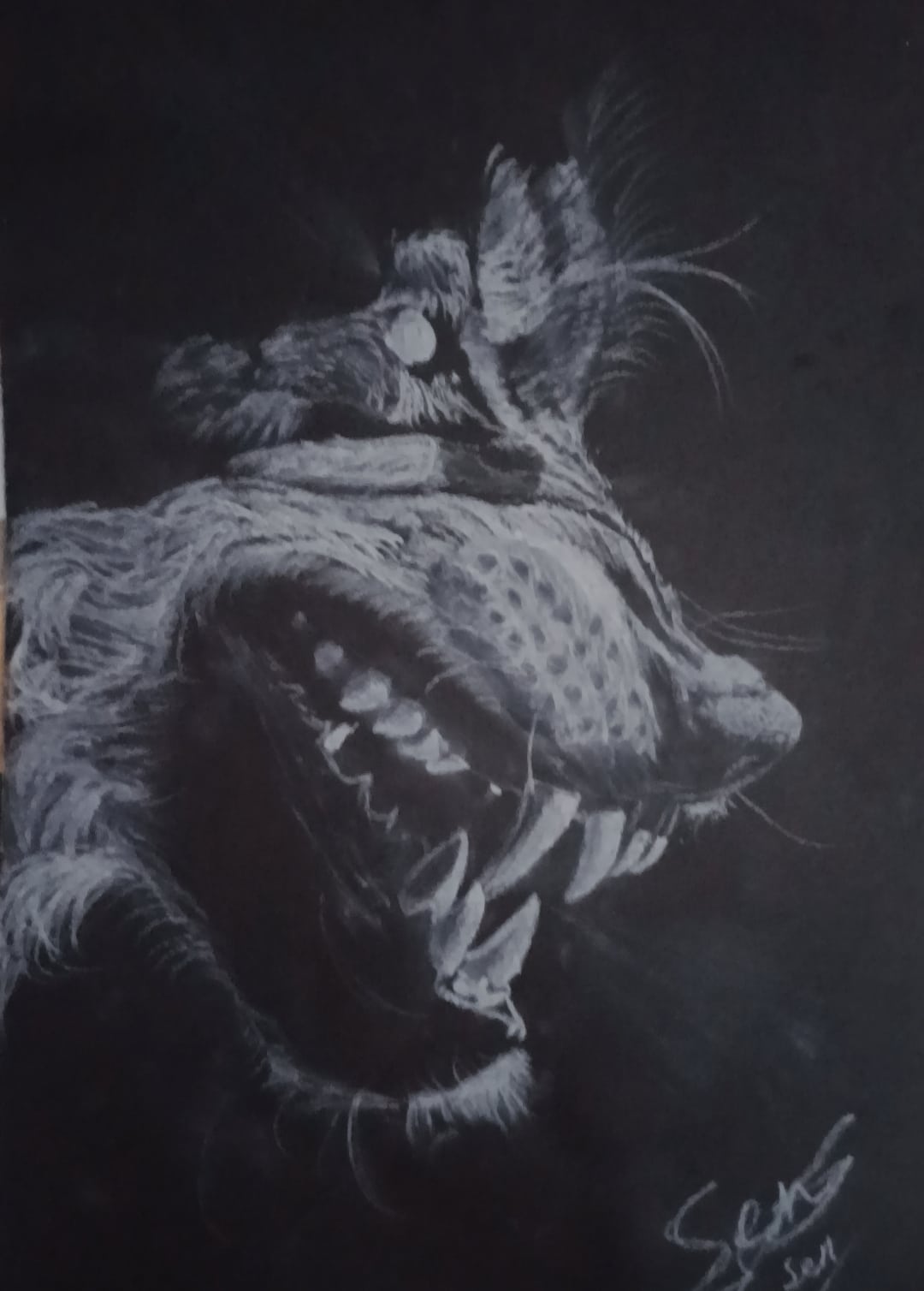 Wolf