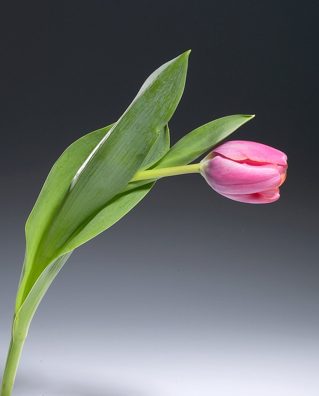 Flower Study 3