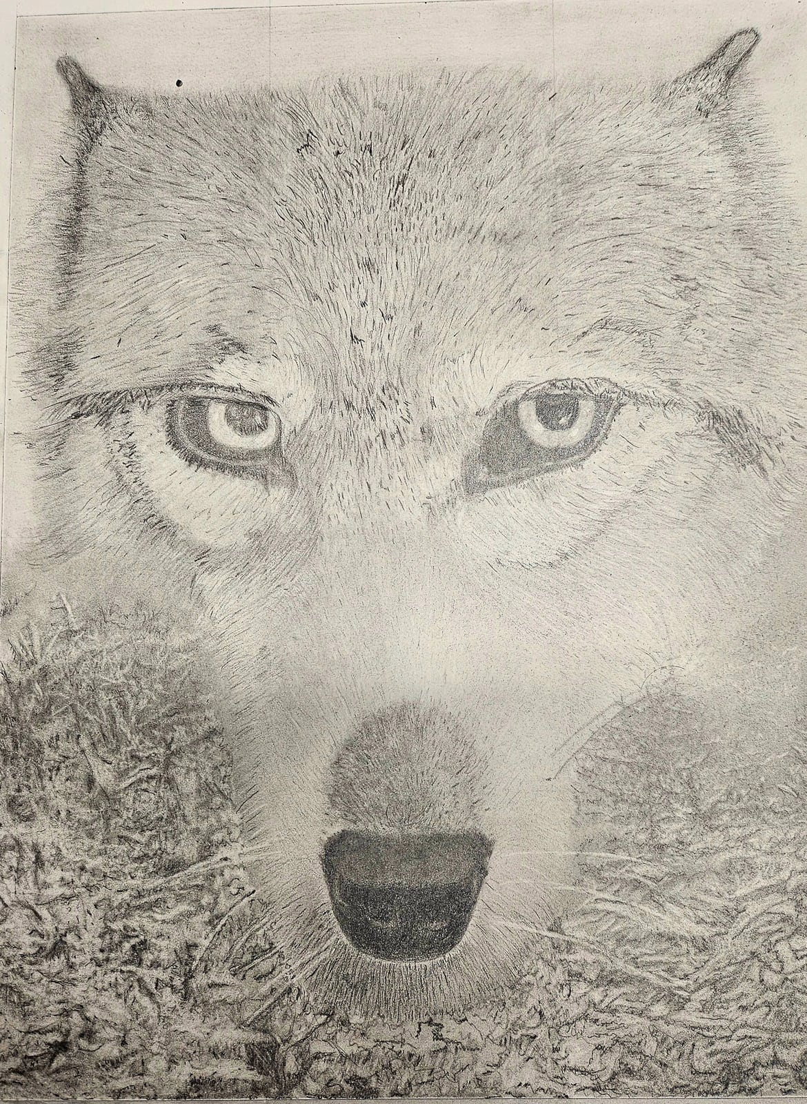 Gray wolf