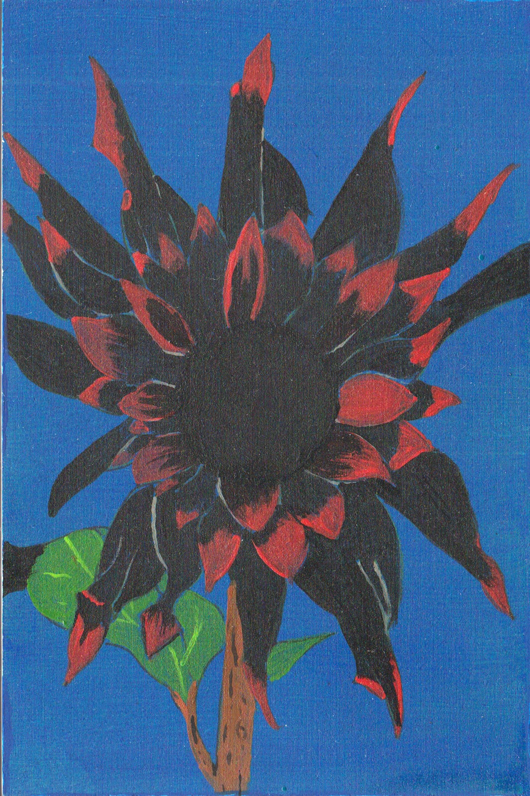 Black sunflower