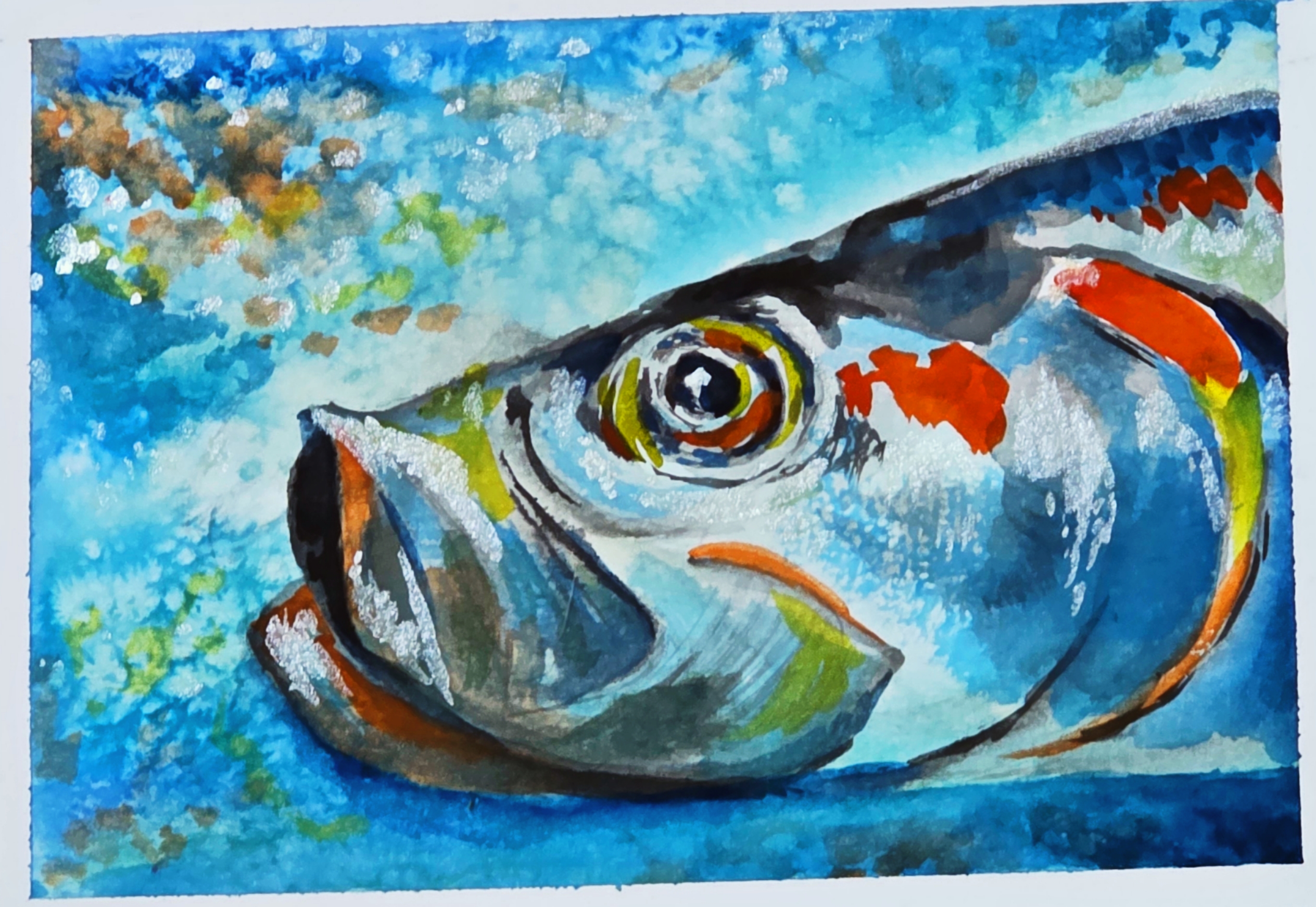 tarpon