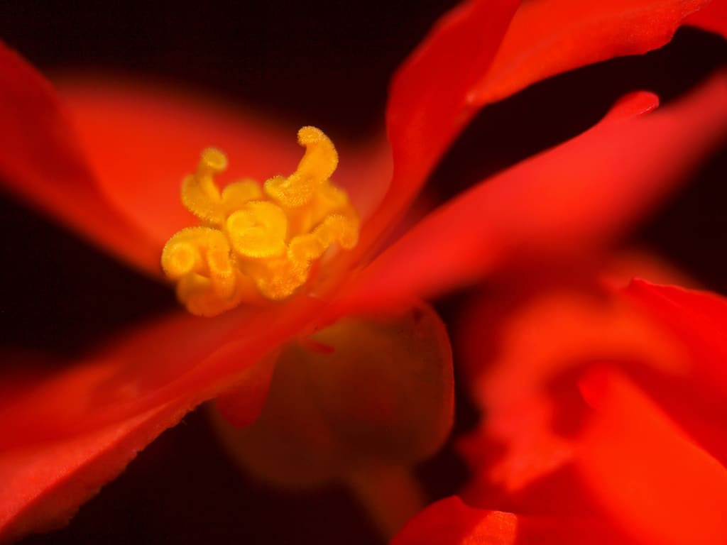 Begonian Dream