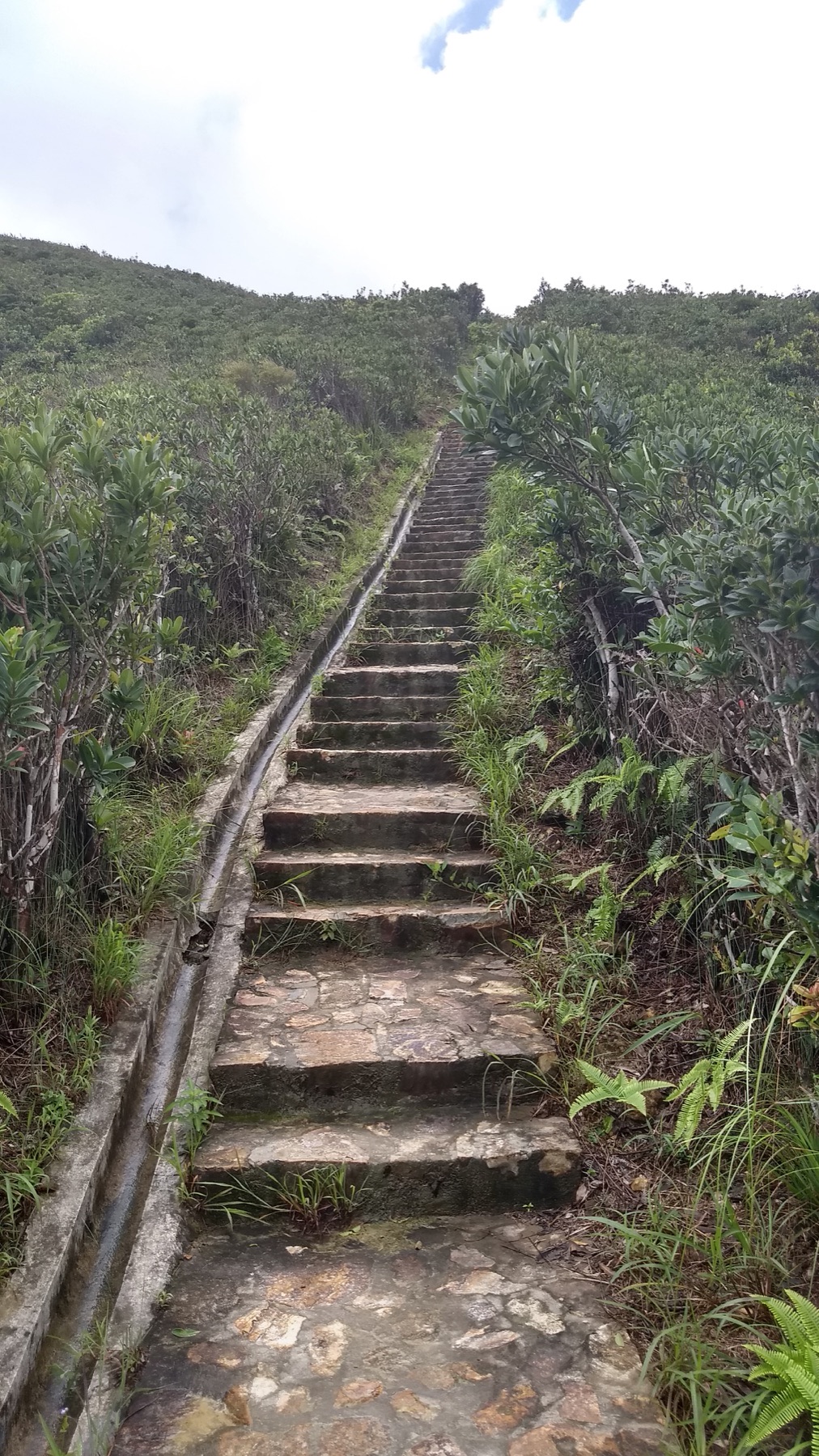 Stone steps through the wooded Tai Tam trail