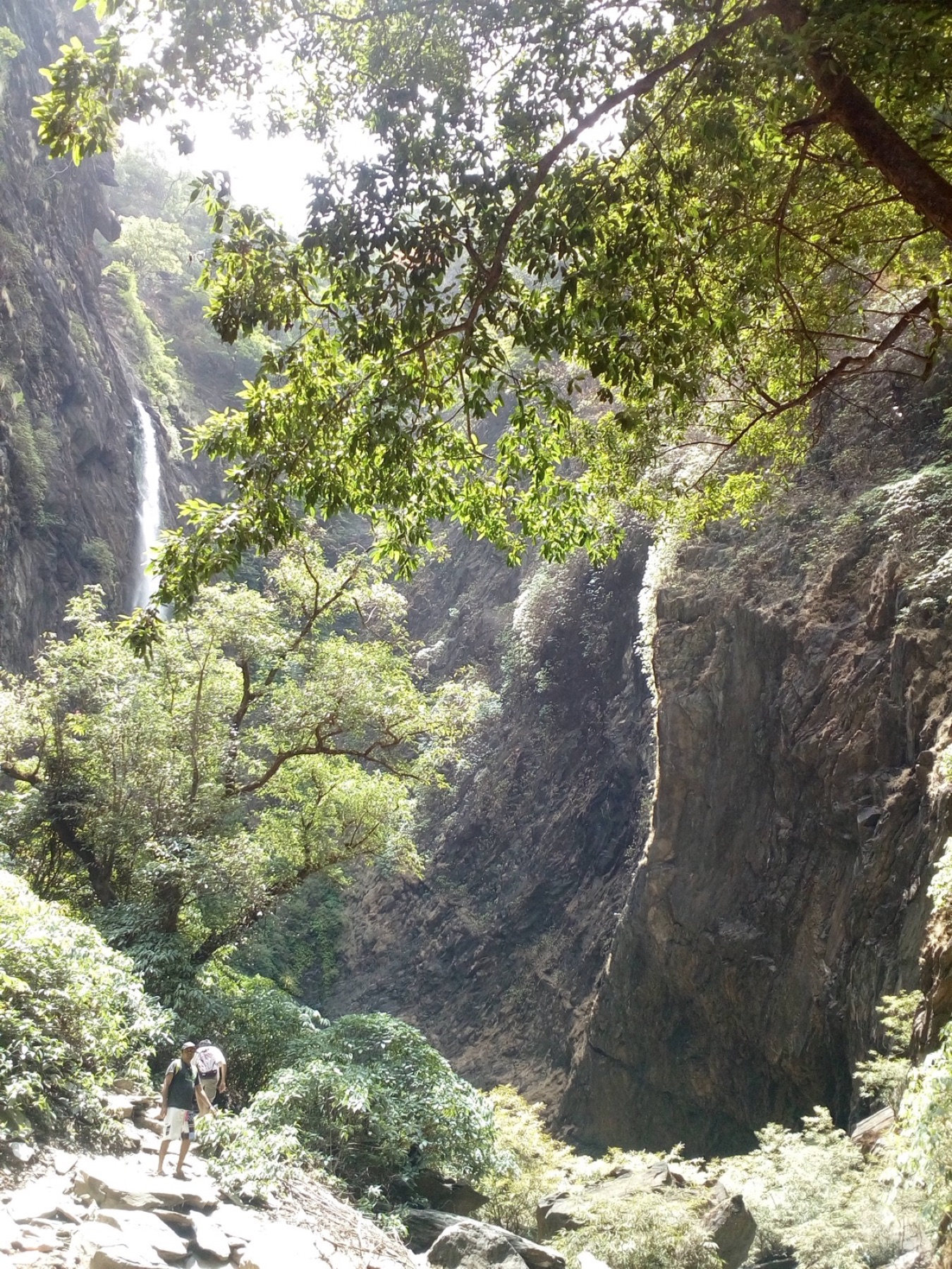 Koodlu Theertha waterfall dropping into a forest pool