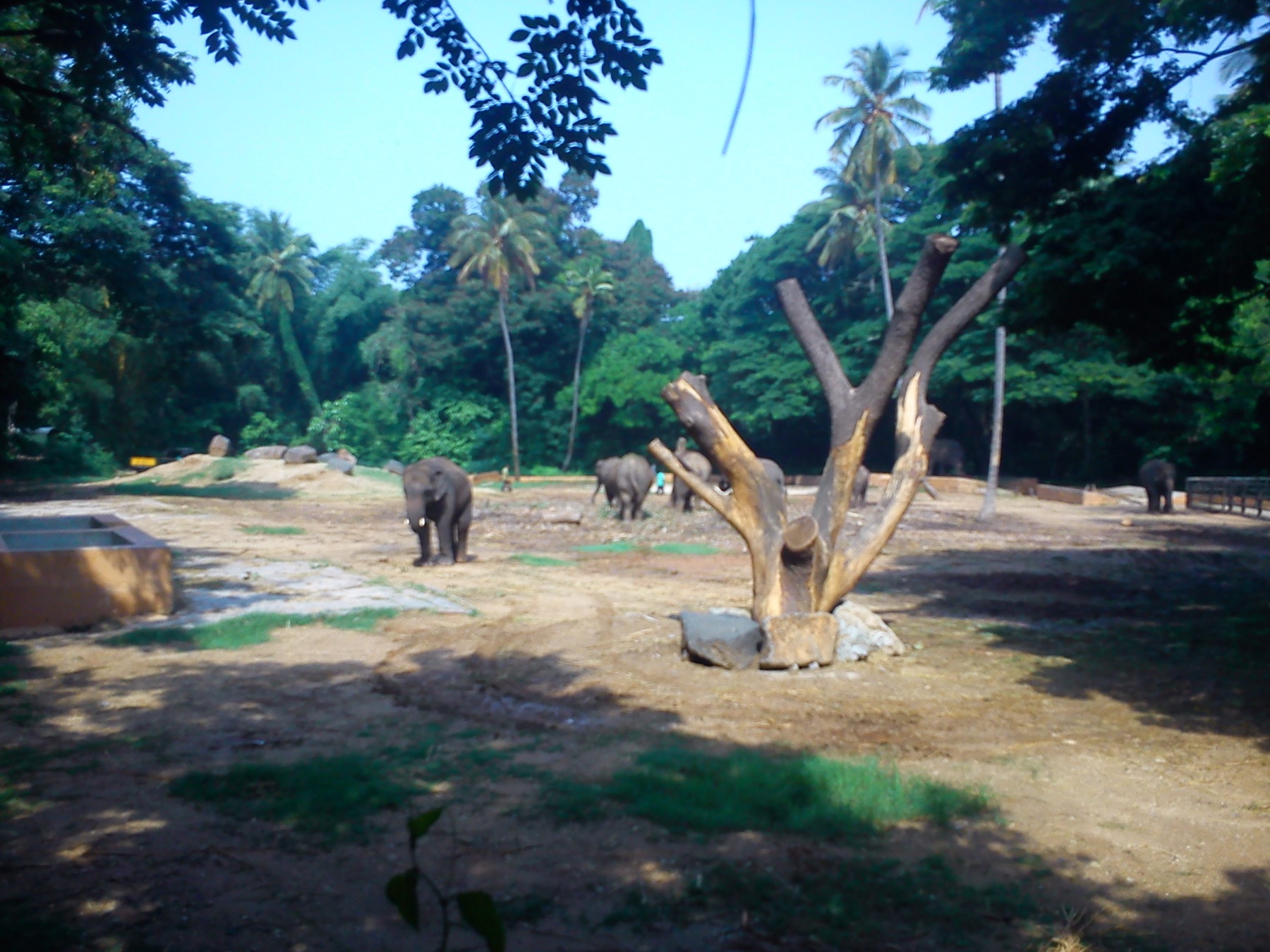 Elephants in a shaded enclosure at Mysuru Zoo