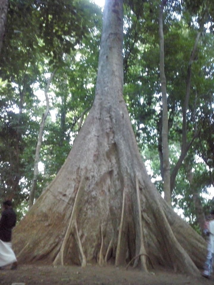 Dense green forest near Nilambur