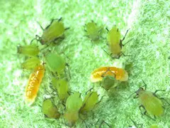 Aphid Midge