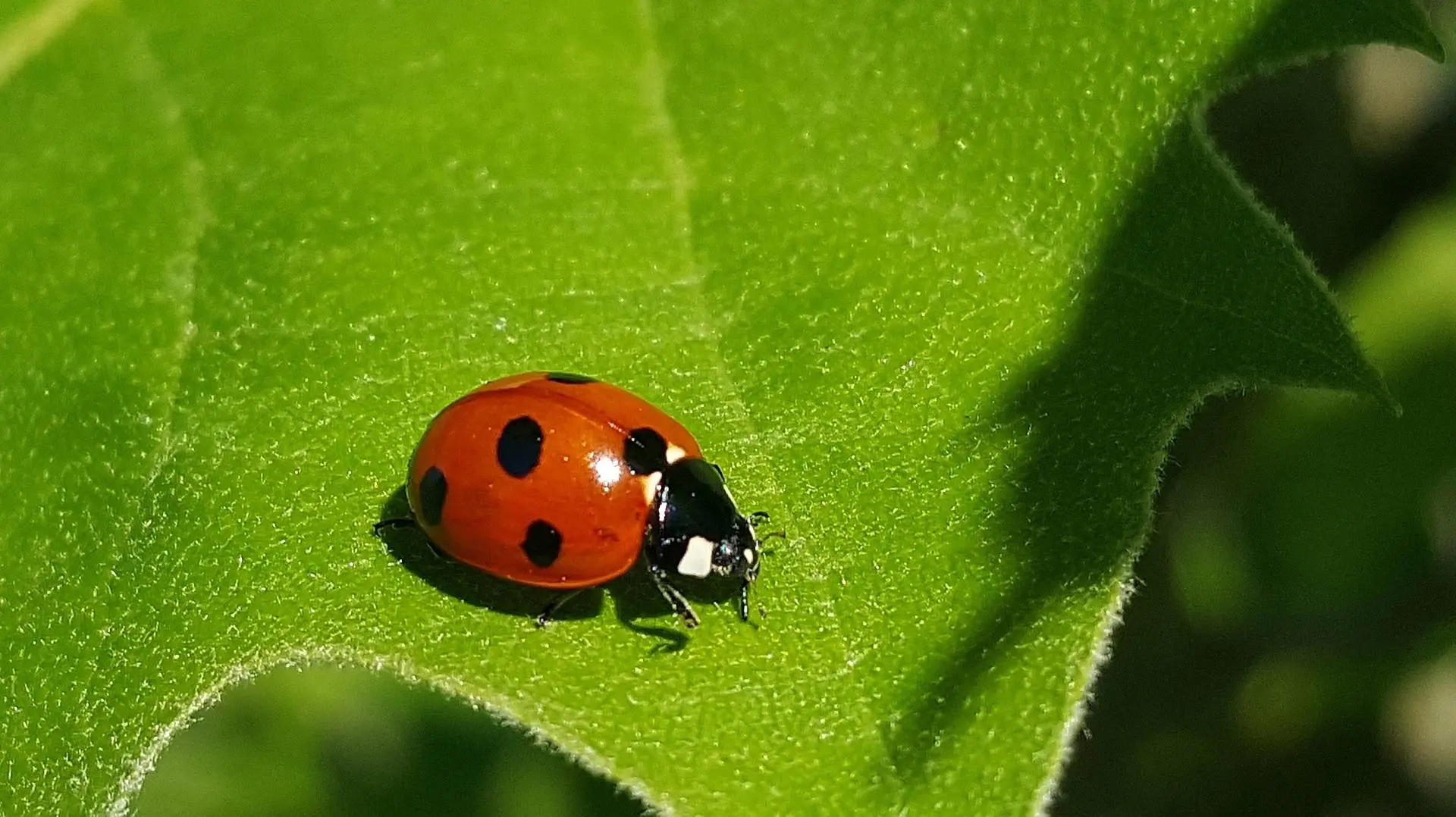 Ladybugs