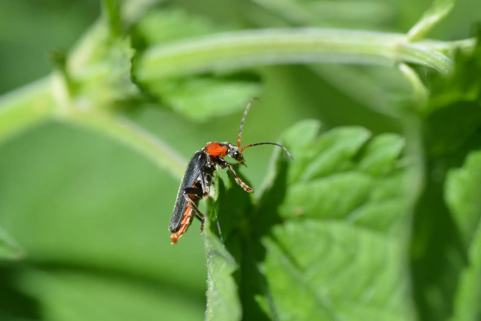 Soldier Beetles