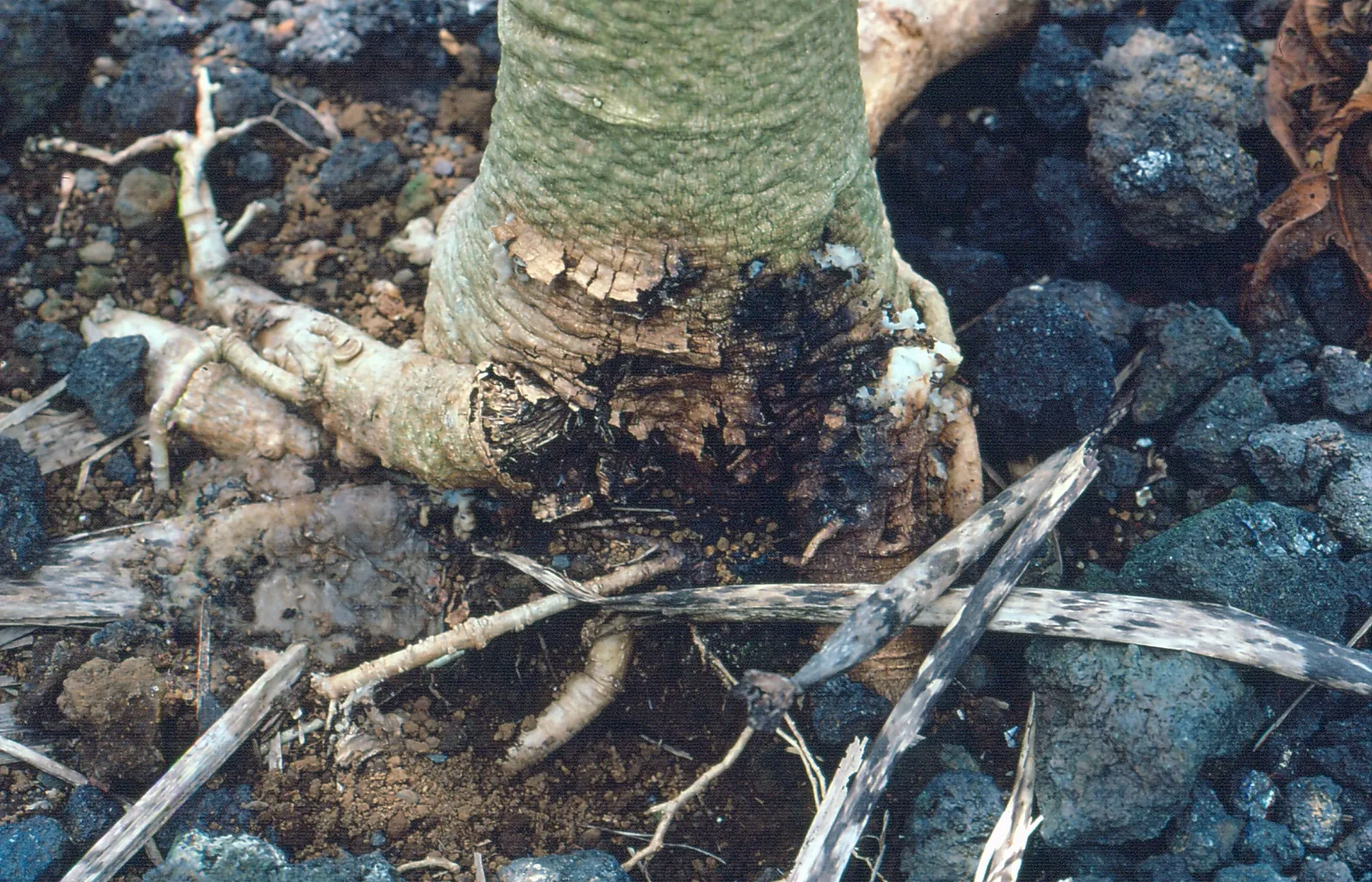 Phytophthora