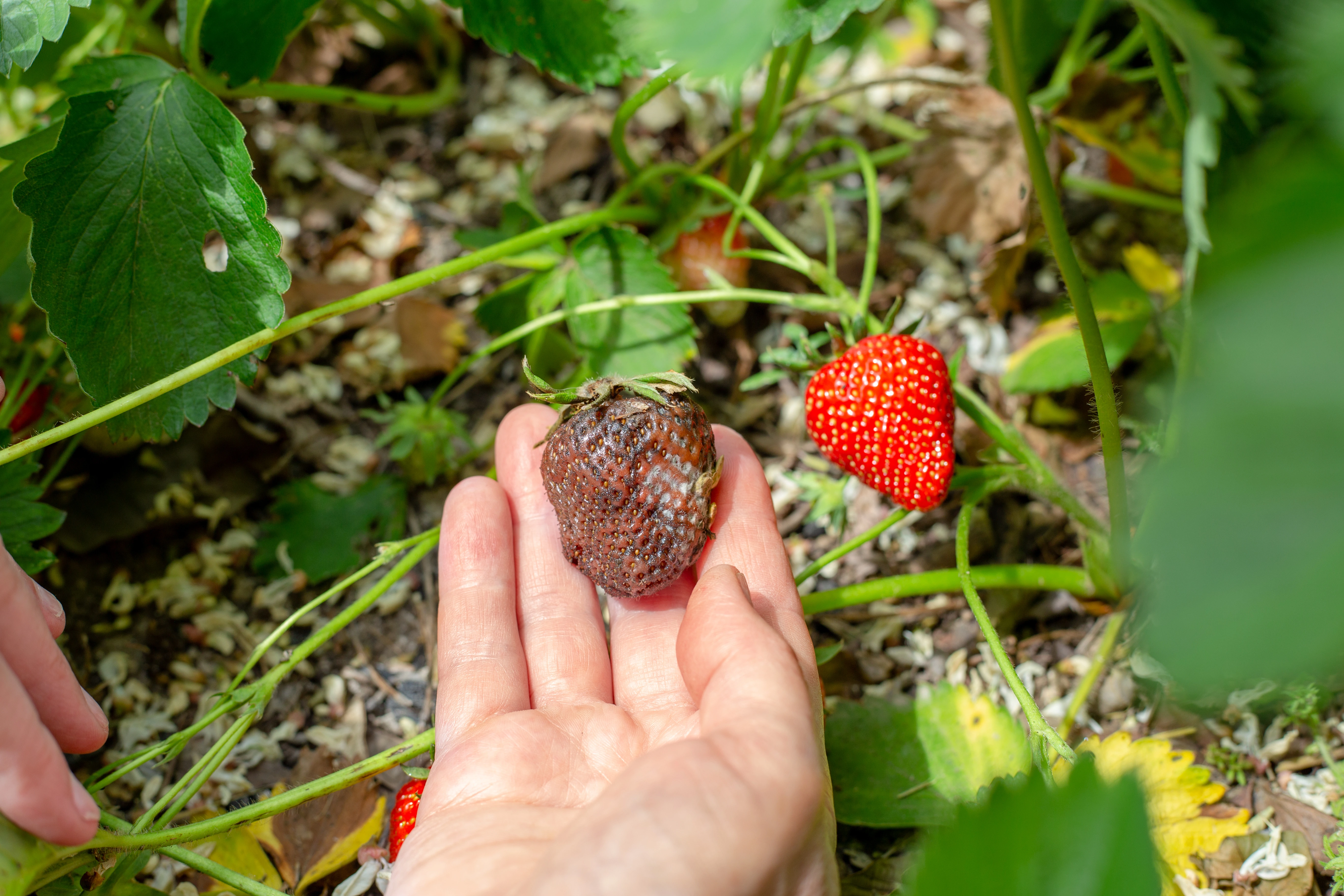 Gray Mold (Botrytis)