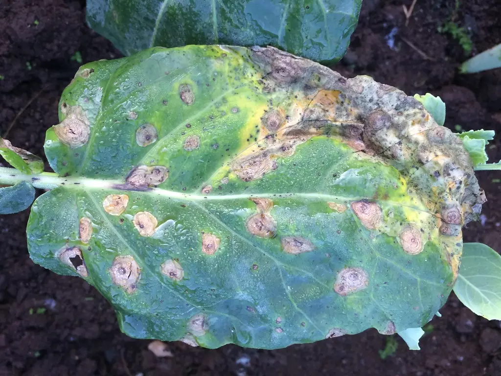 Alternaria (Early Blight)