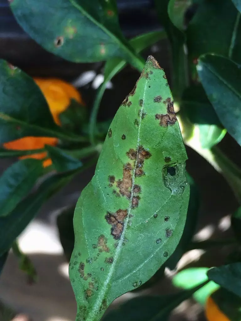 Bacterial Leaf Spot