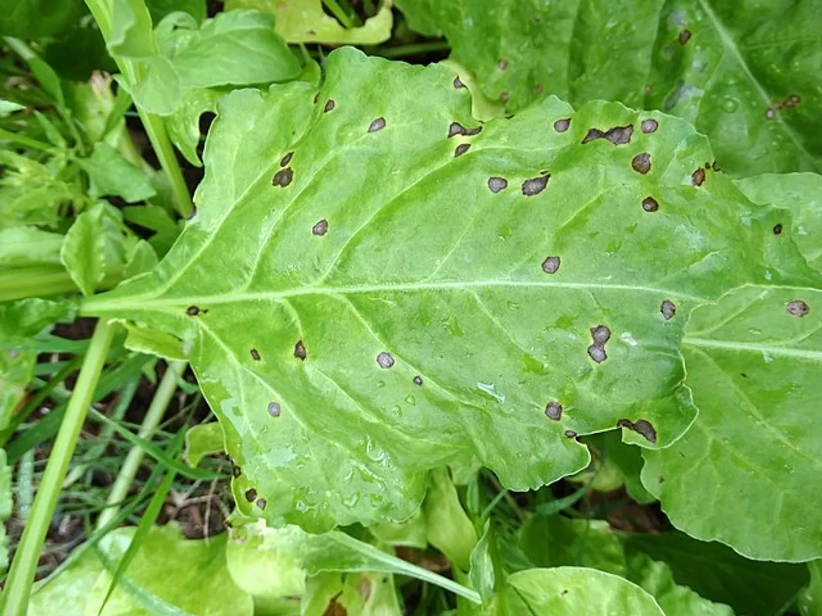 Cercospora