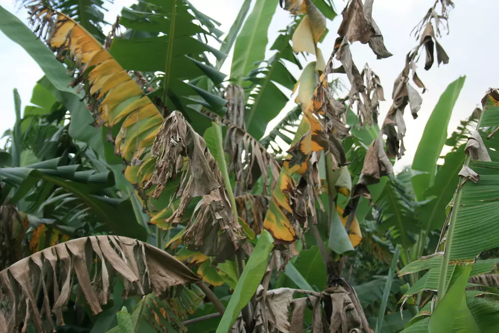 Fusarium Wilt