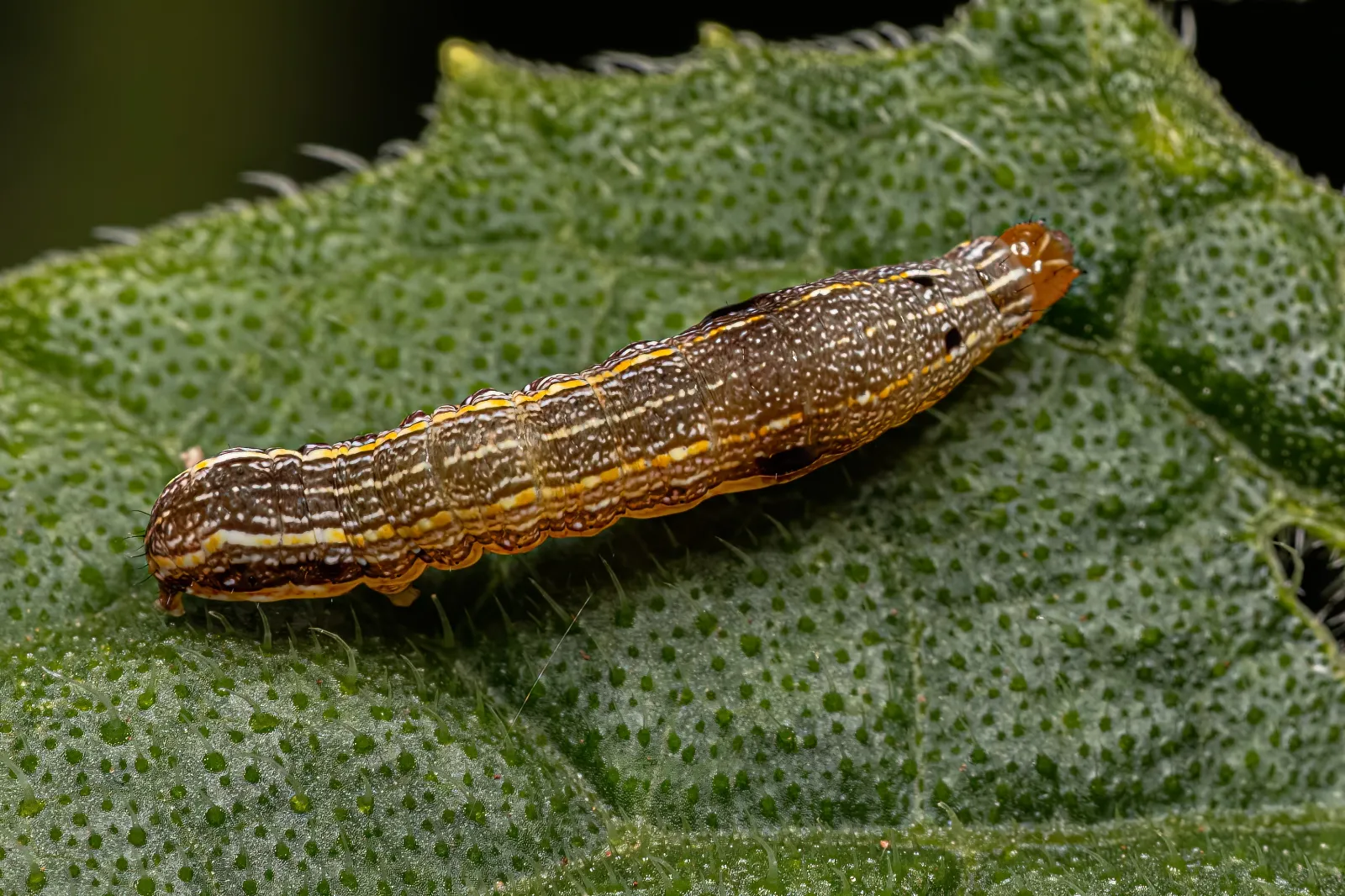 Armyworms