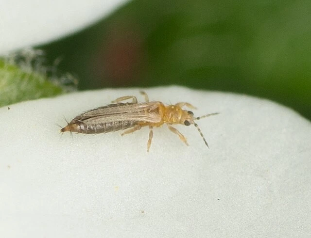 Thrips