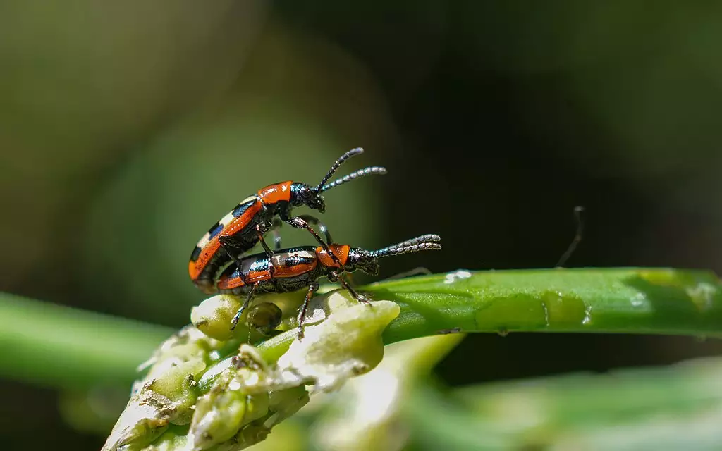 Asparagus Beetles