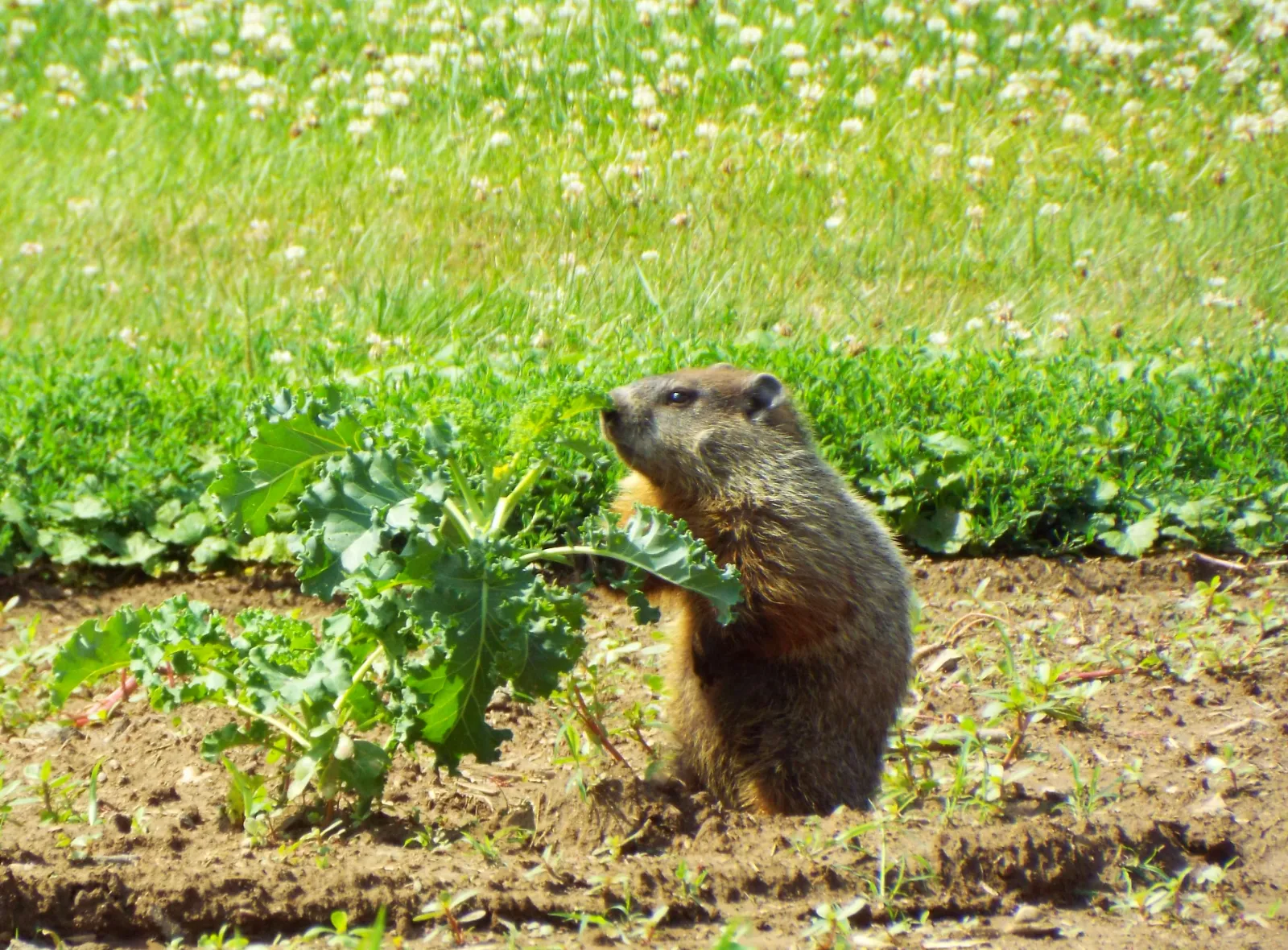 Groundhogs