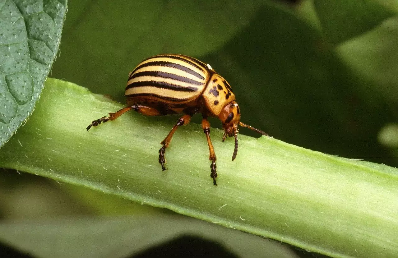 Colorado Potato Beetles