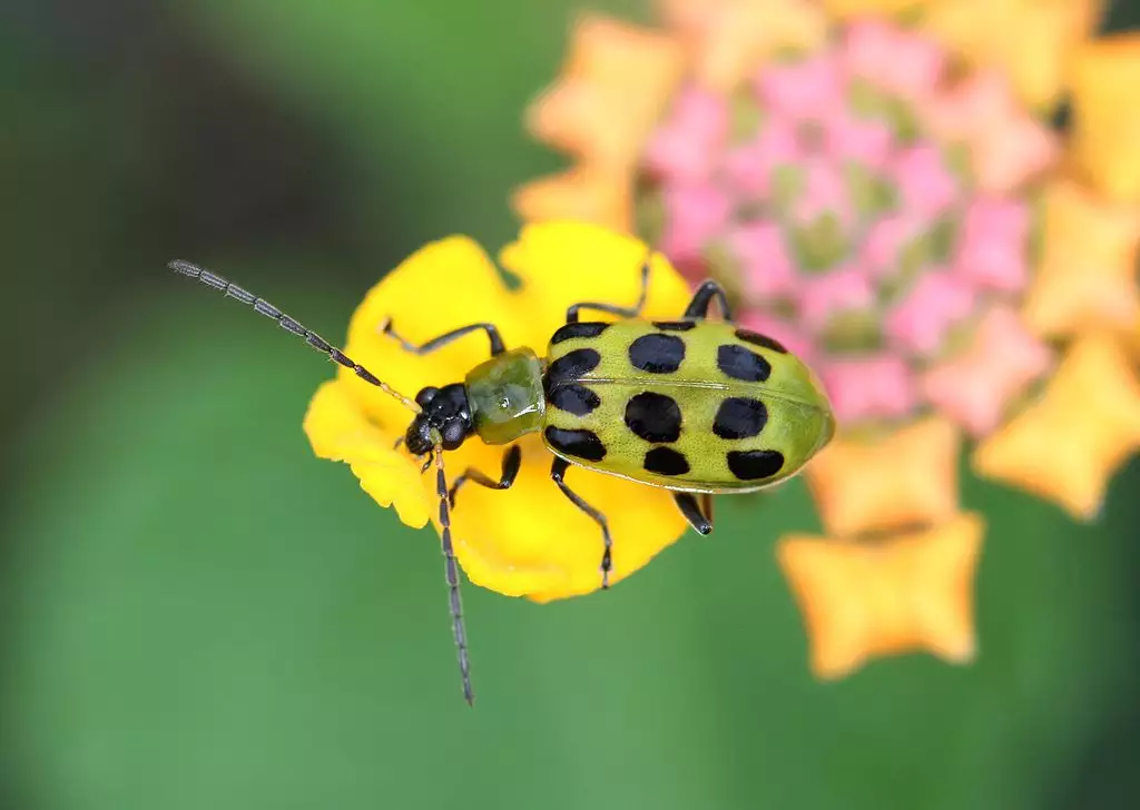 Cucumber Beetles