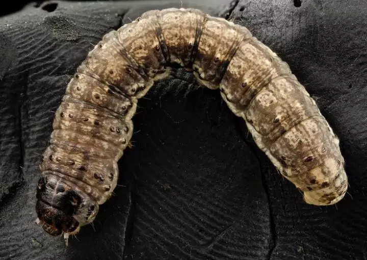 Cutworms