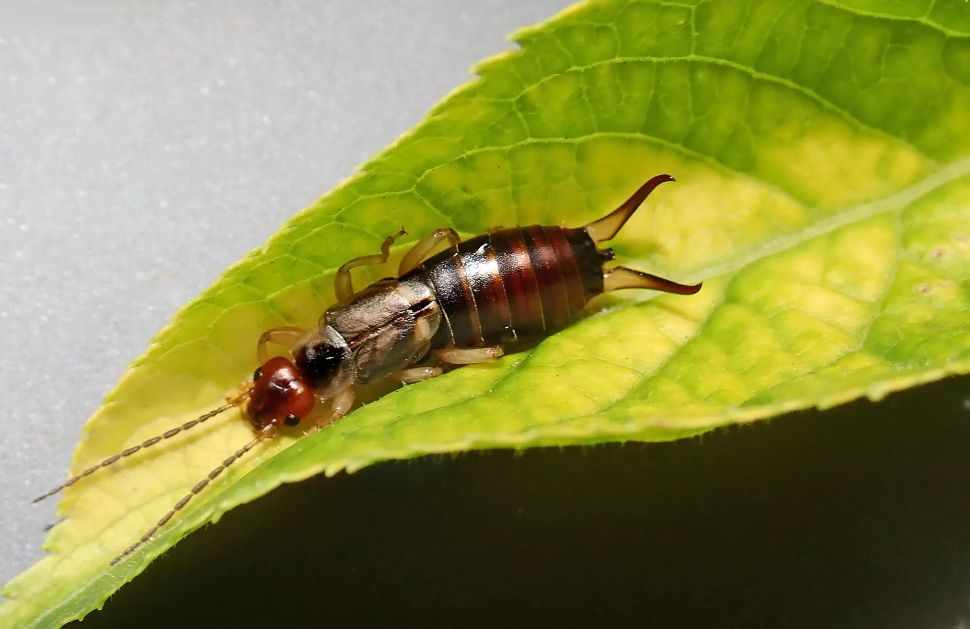 Earwigs