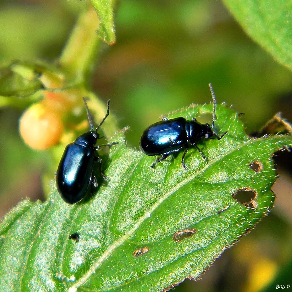 Flea Beetles