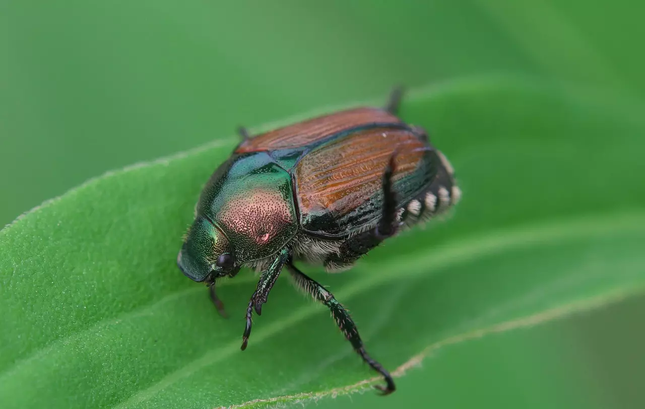 Japanese Beetles