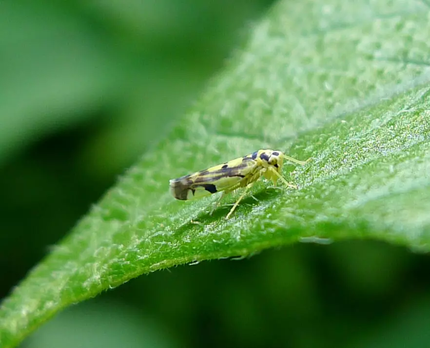 Leaf Hoppers