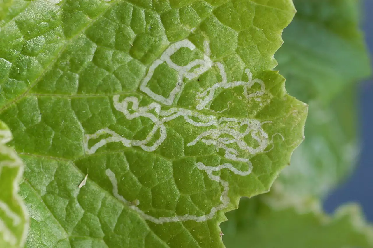 Leafminers