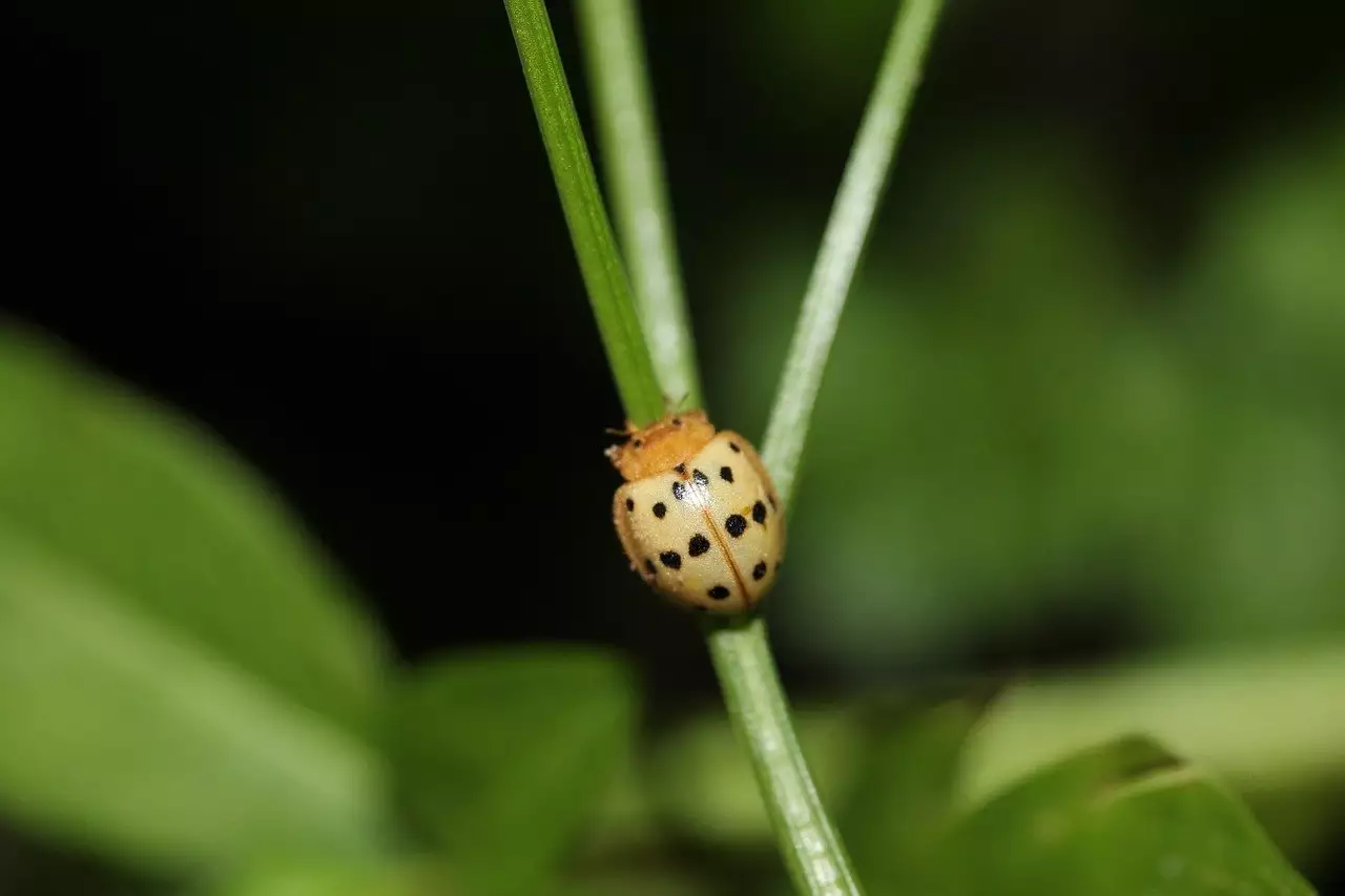 Mexican Bean Beetles