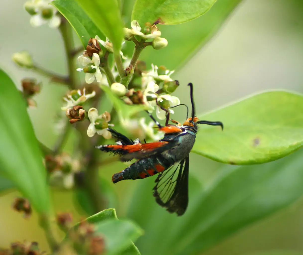 Squash Vine Borers