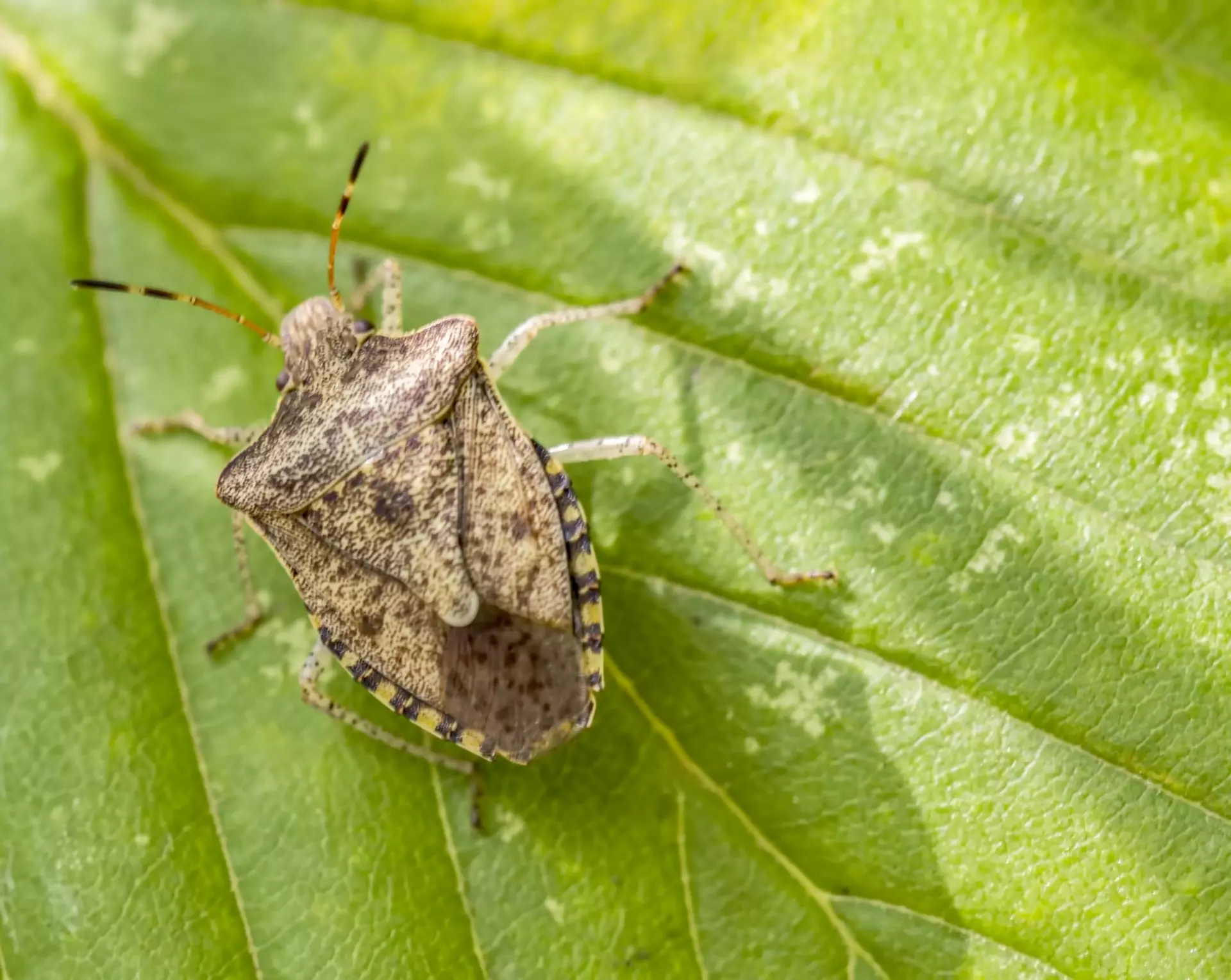 Stinkbugs