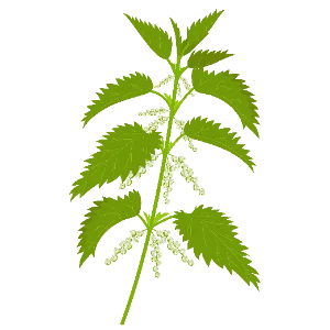 Stinging Nettle