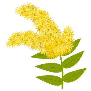 Goldenrod