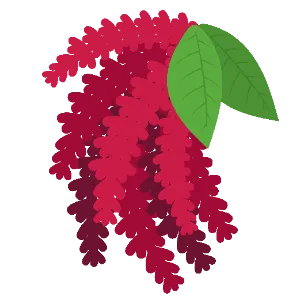 Amaranth