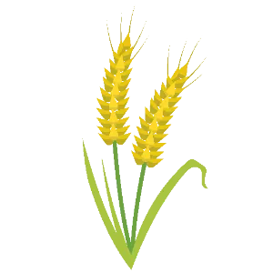Wheat