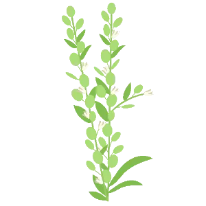 Persian Cress
