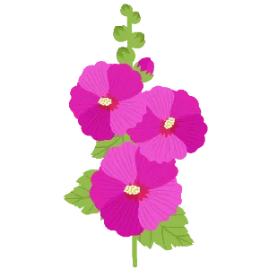 Hollyhock