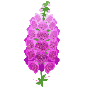 Foxglove