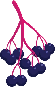 Elderberries