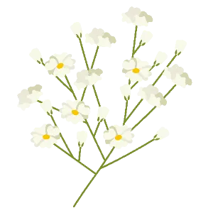 Baby's Breath