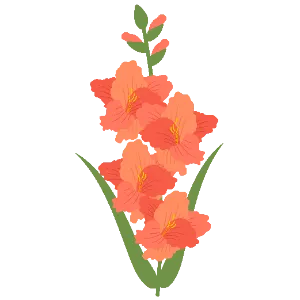 Gladiolus