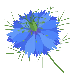 Love-In-A-Mist