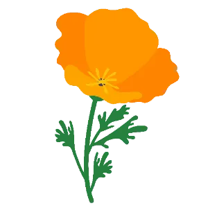 California Poppy