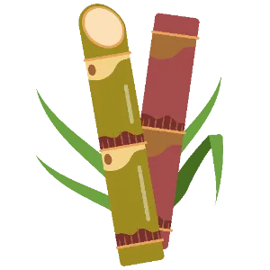 Sugar Cane