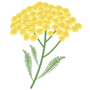 Yarrow